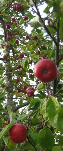 Apples ripe for scrumping
