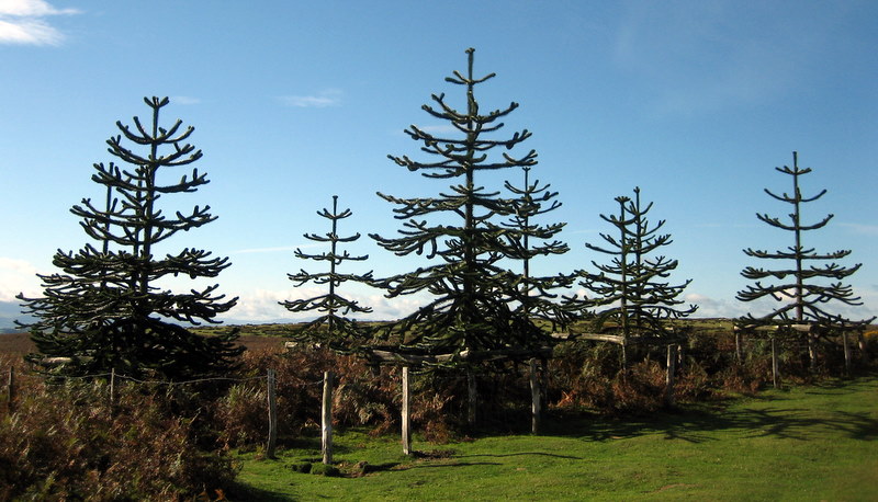 Monkey Puzzle Trees at the top