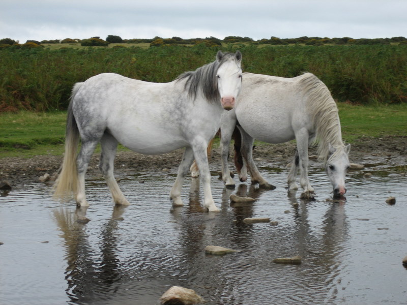 Horses at the hilltop pool