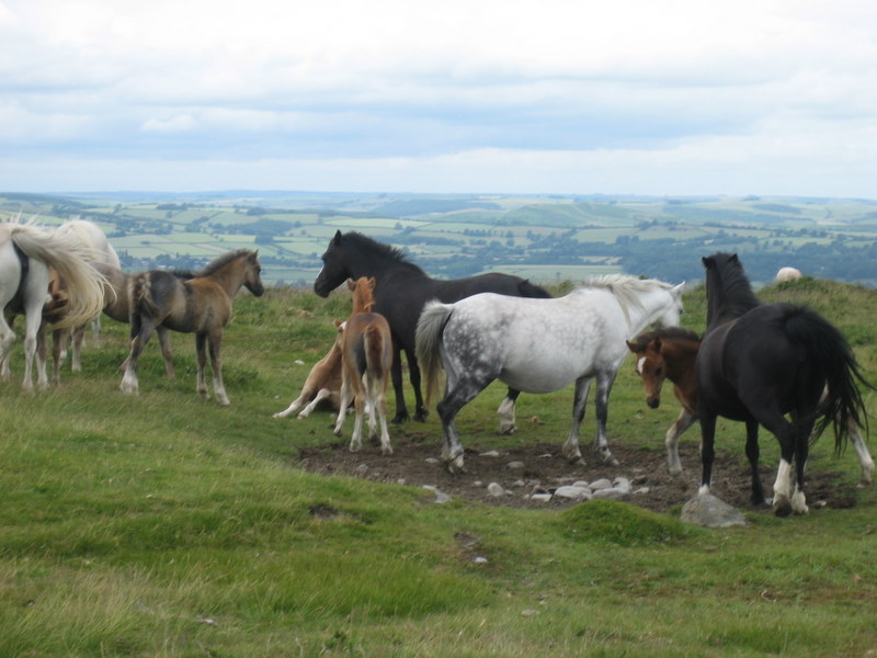 Horses at the top - View to the north