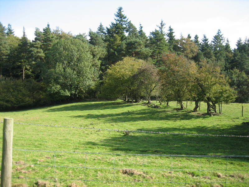 Woodland which backs onto Hergest Croft Gardens