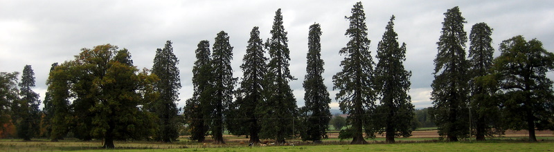 Tall conifers